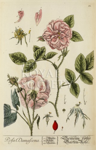 blackwell, e_herbarium blackwellianium_1750_p82 image blackwell, e_herbarium blackwellianium_1750_p82
