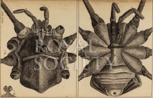 hooke_r_micrographia_302 image hooke_r_micrographia_302