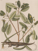 RS.18807 image RS.18807