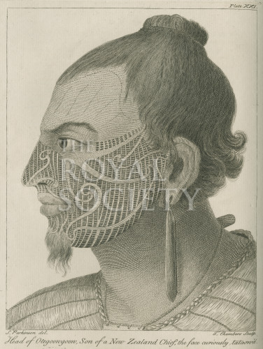 Parkinson, S_Journal of a voyage to the South Seas_1784_pl 21 image Parkinson, S_Journal of a voyage to the South Seas_1784_pl 21
