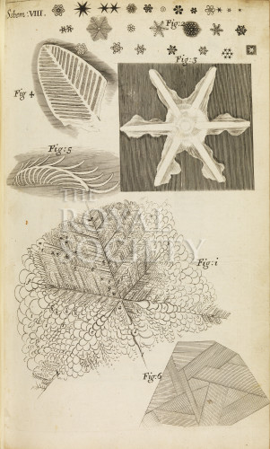 Hooke R, IM007027 image Hooke R, IM007027