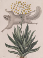 RS.18821 image RS.18821