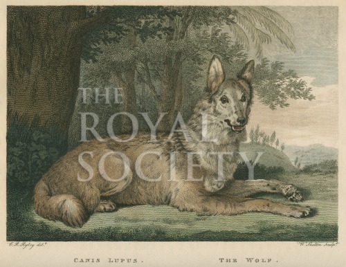 shaw, g_museum leverianum_1792_plate 12 image shaw, g_museum leverianum_1792_plate 12