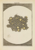 RS.18118 image RS.18118