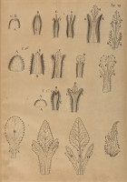 image RS.21355