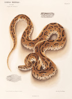 RS.20862 image RS.20862