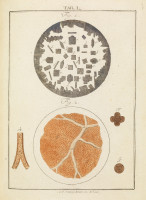 RS.18151 image RS.18151