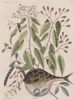 RS.18774 image RS.18774
