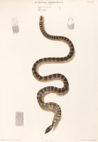 RS.20873 image RS.20873