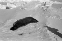 RS.12008 image RS.12008