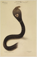 RS.8444 image RS.8444