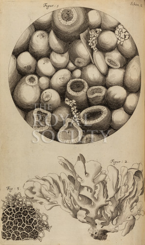 hooke_r_micrographia_153 image hooke_r_micrographia_153