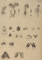 RS.21385 image RS.21385