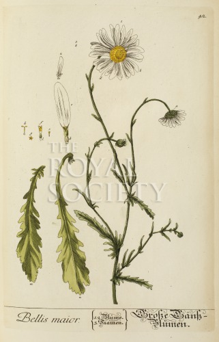 blackwell, e_herbarium blackwellianium_1750_p42 image blackwell, e_herbarium blackwellianium_1750_p42