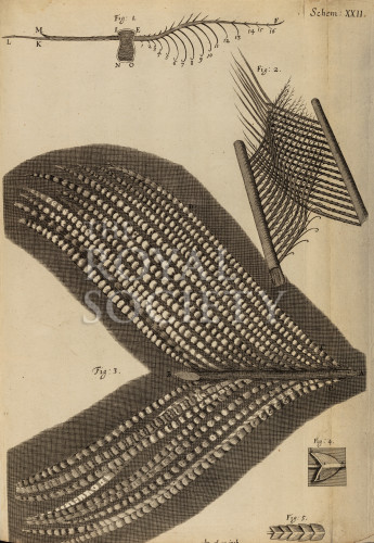 hooke_r_micrographia_252 image hooke_r_micrographia_252