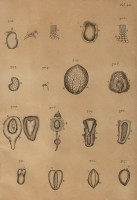 RS.21396 image RS.21396