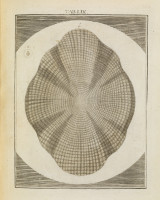 RS.18176 image RS.18176