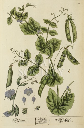 blackwell, e_herbarium blackwellianium_1750_p83 image blackwell, e_herbarium blackwellianium_1750_p83