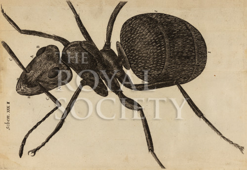 hooke_r_micrographia_310 image hooke_r_micrographia_310