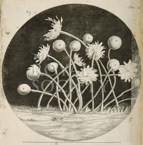 Hooke R, IM 005802 image Hooke R, IM 005802