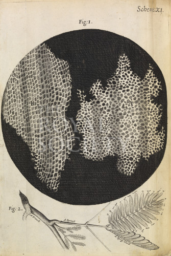 Hooke, R_Micrographia_1665_cork_schemXI_fig1&2 image Hooke, R_Micrographia_1665_cork_schemXI_fig1&2