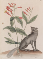 RS.18822 image RS.18822
