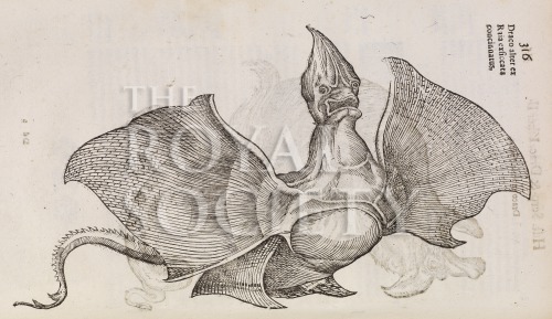 aldrovandi, u_serpentum et draconum_1640_p316 image aldrovandi, u_serpentum et draconum_1640_p316