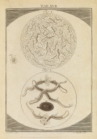 RS.18119 image RS.18119