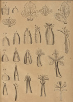 RS.21356 image RS.21356