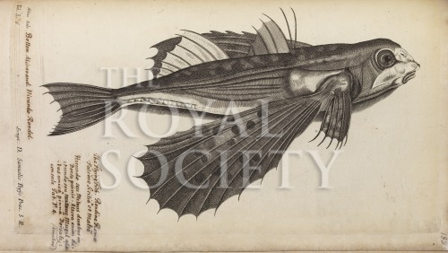 willughby, f_historia piscium_1686_flying fish_tabs6 image willughby, f_historia piscium_1686_flying fish_tabs6