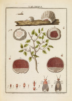 RS.18138 image RS.18138