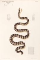 RS.20874 image RS.20874