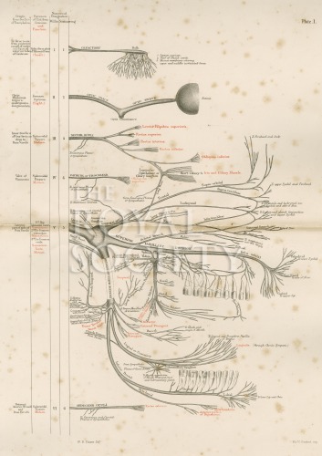 flower, w- h_diagrams of the nerves of the human body_1872_plate1 image flower, w- h_diagrams of the nerves of the human body_1872_plate1