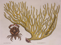 RS.18783 image RS.18783