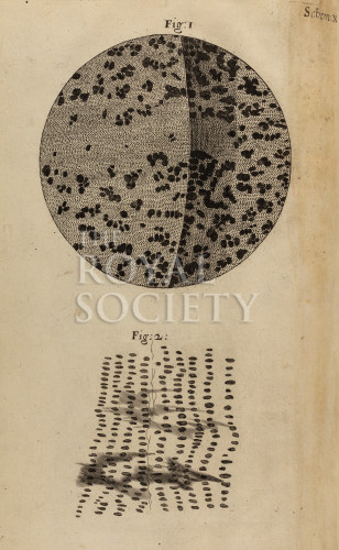 hooke_r_micrographia_169 image hooke_r_micrographia_169