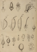 RS.21387 image RS.21387