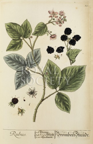 blackwell, e_herbarium blackwellianium_1750_p45 image blackwell, e_herbarium blackwellianium_1750_p45