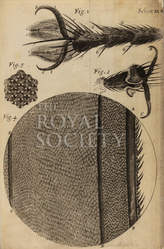 hooke_r_micrographia_258 image hooke_r_micrographia_258