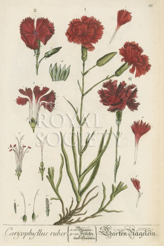 blackwell, e_herbarium blackwellianium_1750_p85 image blackwell, e_herbarium blackwellianium_1750_p85