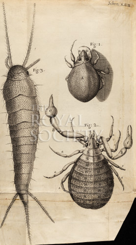 hooke_r_micrographia_315 image hooke_r_micrographia_315