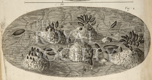 Hooke R, IM 005805 image Hooke R, IM 005805
