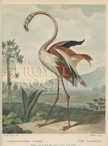 shaw, g_museum leverianum_1792_plate 31 image shaw, g_museum leverianum_1792_plate 31