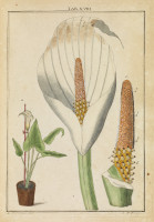 RS.18120 image RS.18120