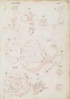 RS.16260 image RS.16260