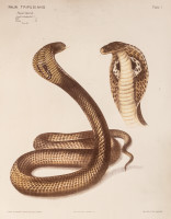 RS.20852 image RS.20852