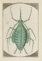 RS.18128 image RS.18128