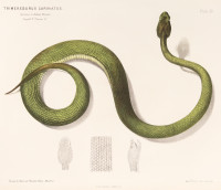 RS.20864 image RS.20864